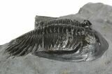 Mrakibina Trilobite - Mrakib, Morocco #353036-2